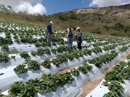 Agricultura Familiar